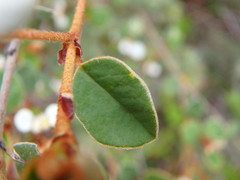 Spyridium thymifolium