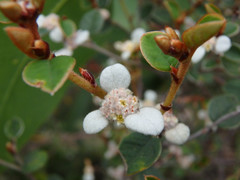 Spyridium thymifolium