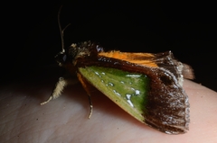 Tuerta chrysochlora