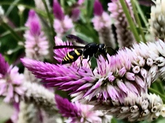 Anterhynchium flavolineatum