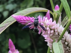 Anterhynchium flavomarginatum