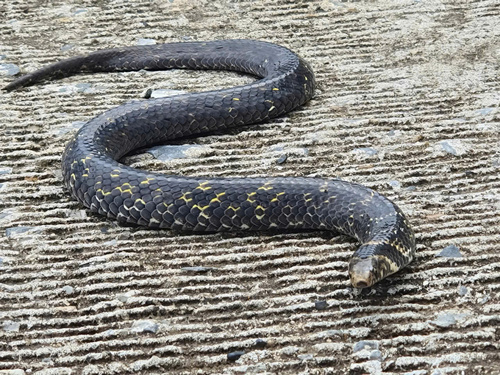 Delacour's Mountain Snake