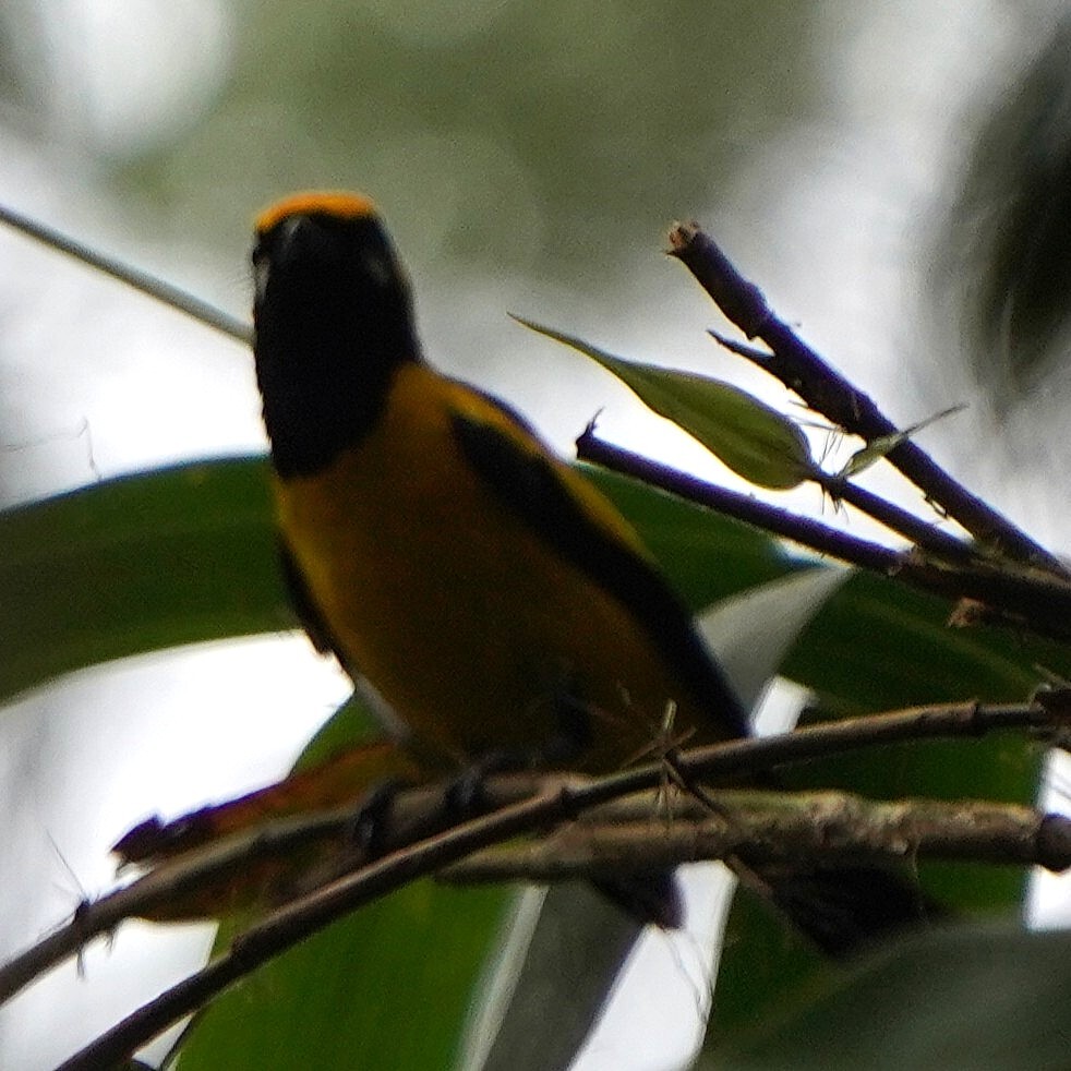 Golden Monarch (Carterornis chrysomela), photo 1