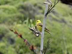 Emberiza citrinella caliginosa
