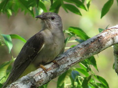 Cacomantis variolosus