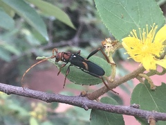 Compsomera elegantissima