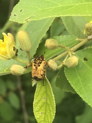 Dolichostethus levis