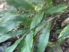 Alpinia japonica