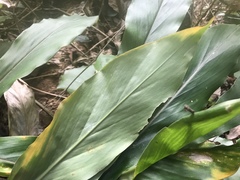 Alpinia japonica