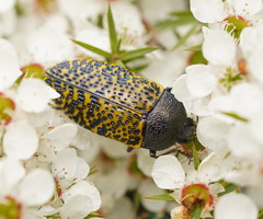 Stigmodera macularia