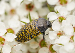 Stigmodera macularia