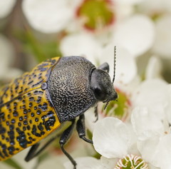 Stigmodera macularia