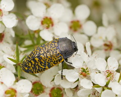Stigmodera macularia