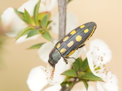 Castiarina xanthopilosa