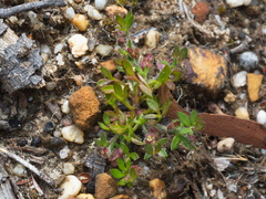 Xanthosia tasmanica