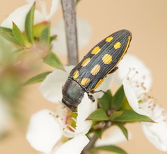 Castiarina xanthopilosa