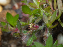 Xanthosia tasmanica
