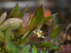 Xanthosia tasmanica