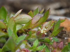 Xanthosia tasmanica