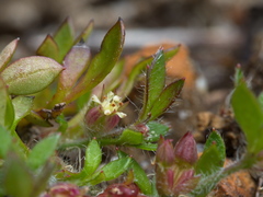 Xanthosia tasmanica