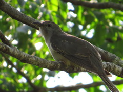 Cacomantis variolosus