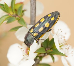 Castiarina xanthopilosa