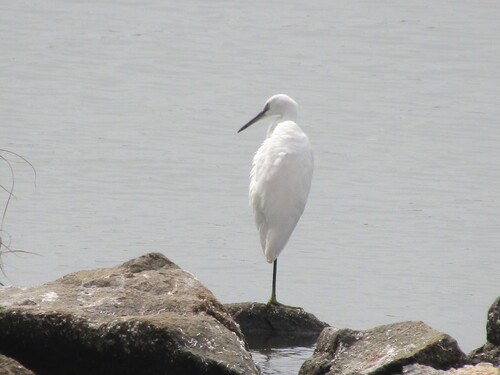 Little Egret (Egretta garzetta), a species recorded in Delaware