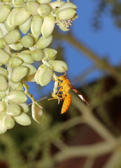 Polistes wattii