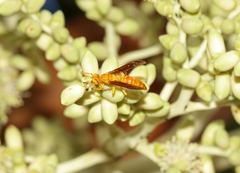 Polistes wattii