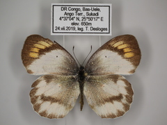 Colotis euippe euippe