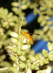 Polistes wattii