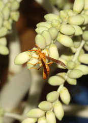 Polistes wattii