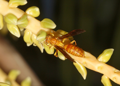 Polistes wattii