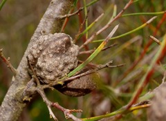 Hakea nodosa