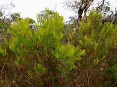 Hakea nodosa