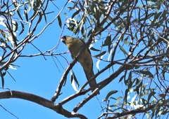 Platycercus elegans flaveolus