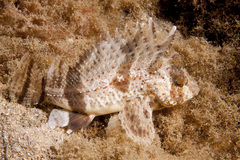Centropogon australis