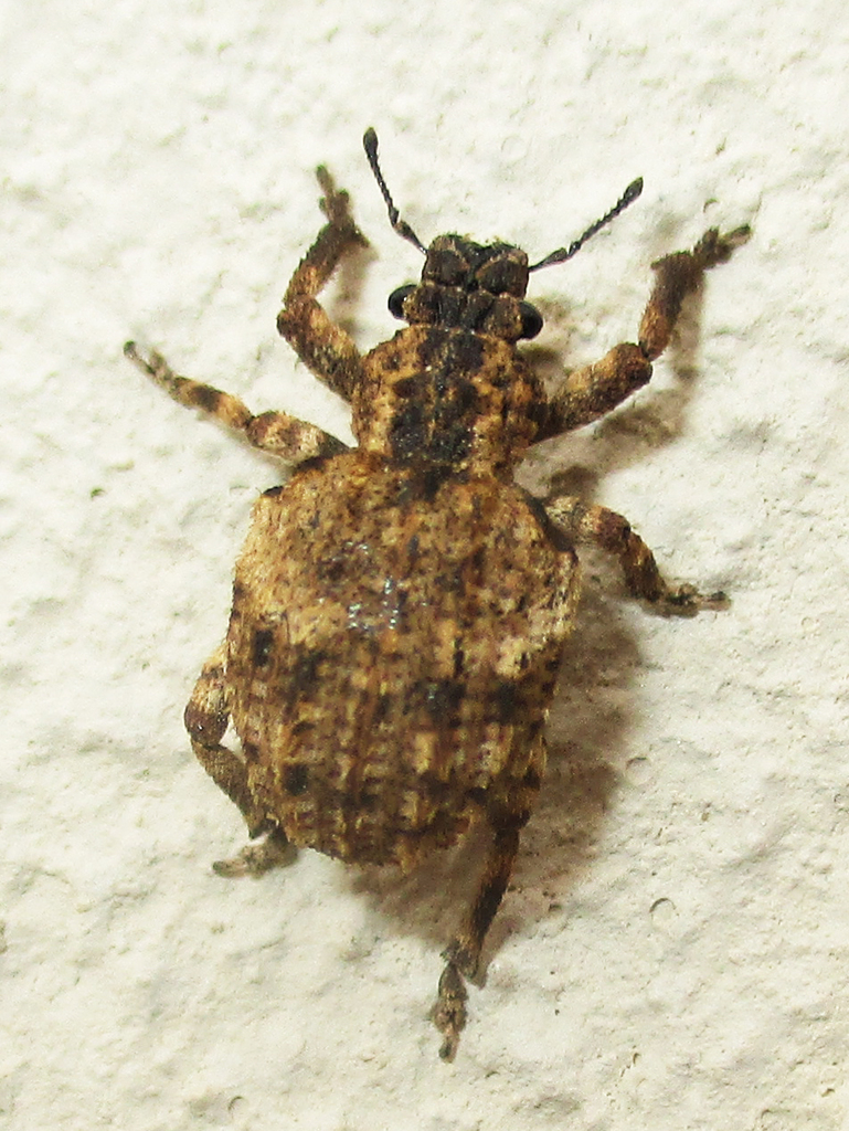 Blosyrini