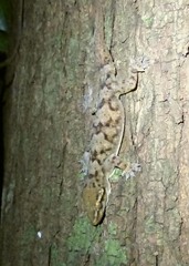 Hemidactylus depressus