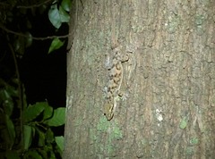 Hemidactylus depressus