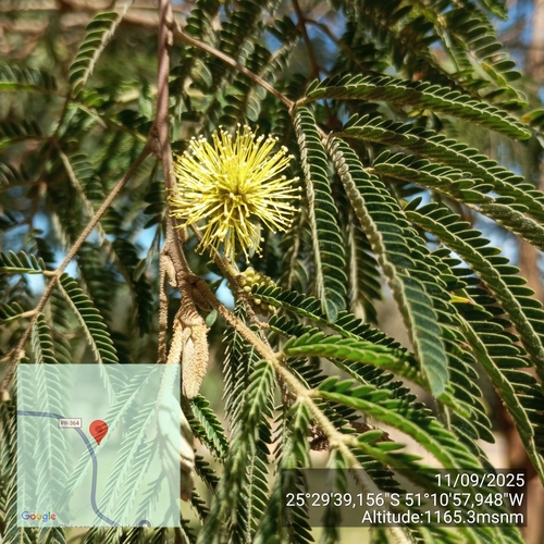 Mimosa scabrella, photograph 5