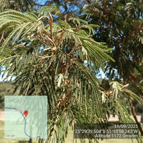 Mimosa scabrella, photograph 6