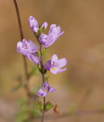 Euphrasia collina