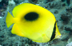 Chaetodon speculum