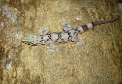 Hemidactylus depressus