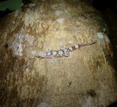 Hemidactylus depressus