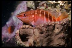 Hypoplectrodes maccullochi