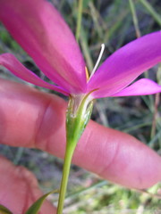 Chironia melampyrifolia