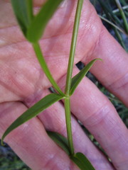 Chironia melampyrifolia