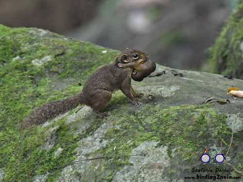 Low's Squirrel